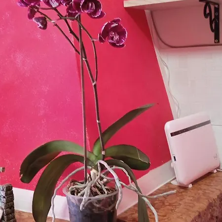 Il Pensiero Ορβιέτο